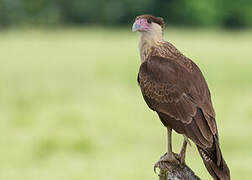 Crested Caracara (cheriway)