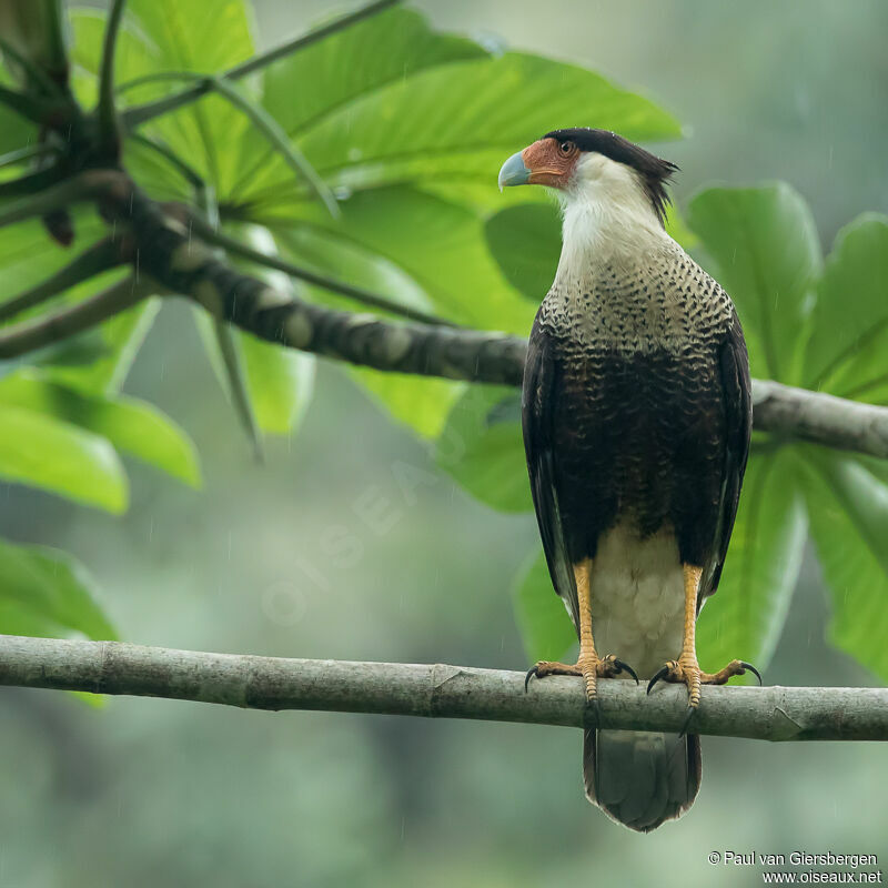 Northern Crested Caracara