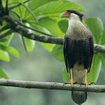 Caracara du Nord