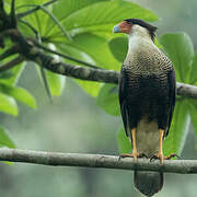 Crested Caracara (cheriway)