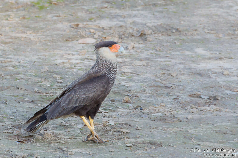 Crested Caracara