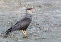 Caracara huppé