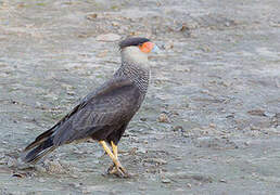 Southern Crested Caracara