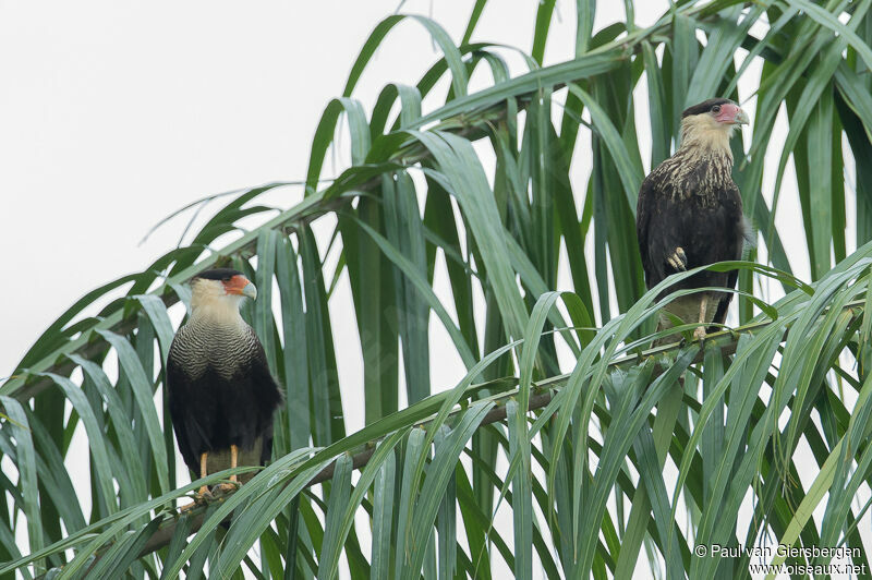 Caracara huppéadulte