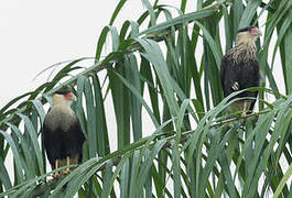 Southern Crested Caracara