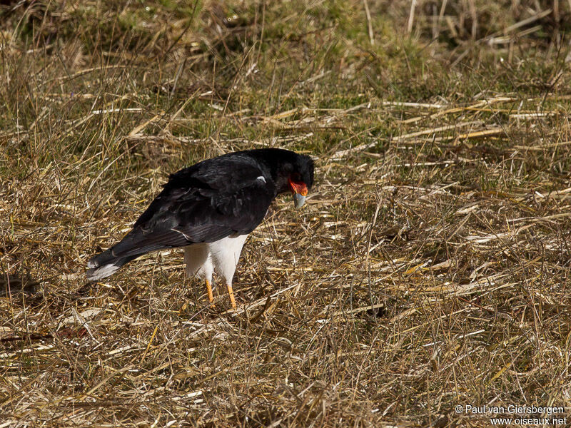 Mountain Caracara