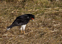 Caracara montagnard