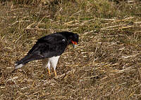 Caracara montagnard