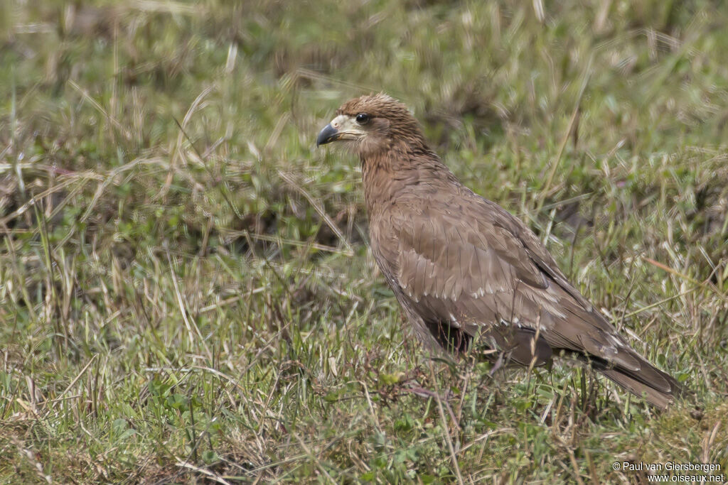 Mountain Caracaraimmature