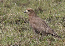 Caracara montagnard