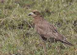 Mountain Caracara