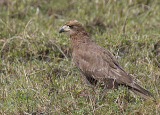 Caracara montagnard