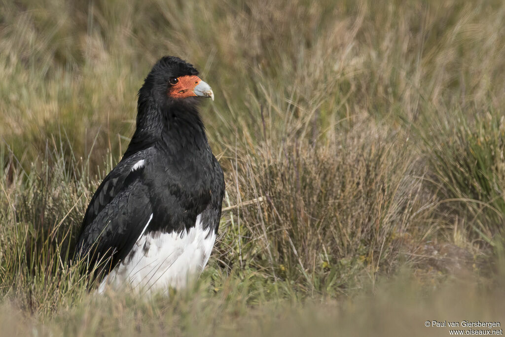 Caracara montagnardadulte