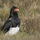 Caracara montagnard