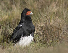 Caracara montagnard