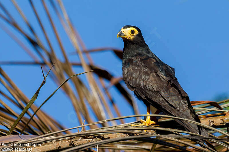 Caracara noirjuvénile, identification