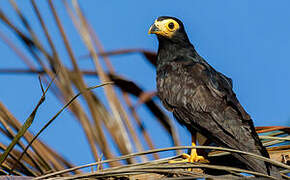 Black Caracara