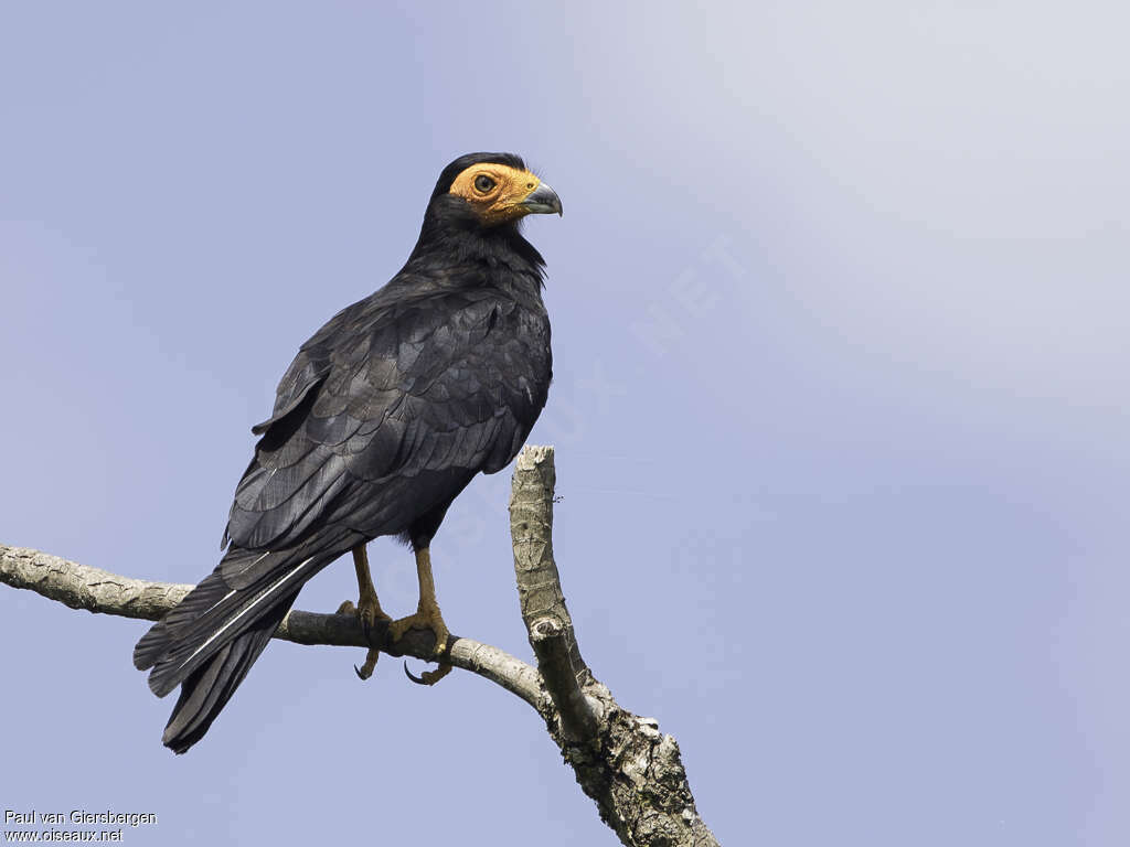 Caracara noiradulte, identification