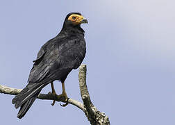 Black Caracara