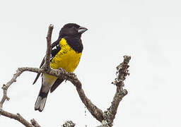 Black-backed Grosbeak