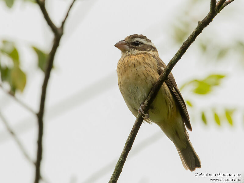 Rose-breasted Grosbeak