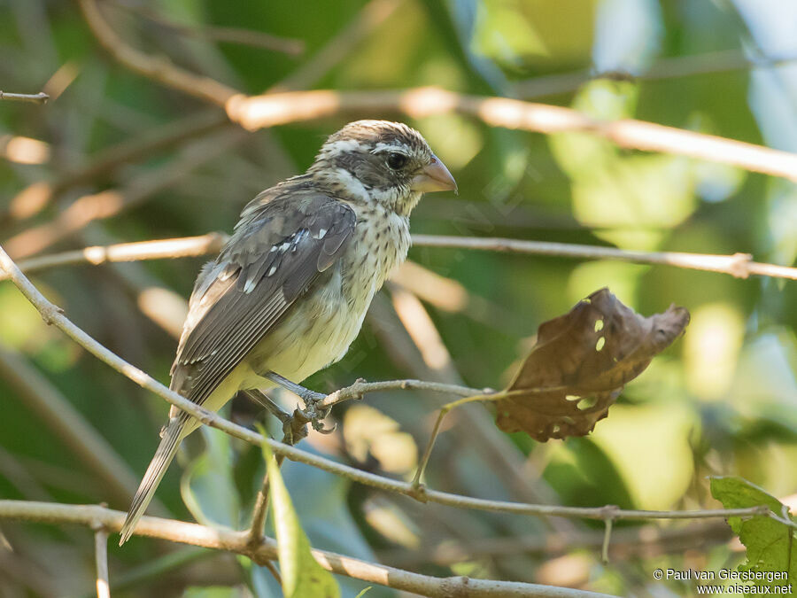 Rose-breasted Grosbeak female adult