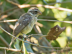 Rose-breasted Grosbeak