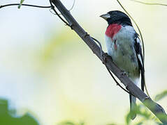 Rose-breasted Grosbeak