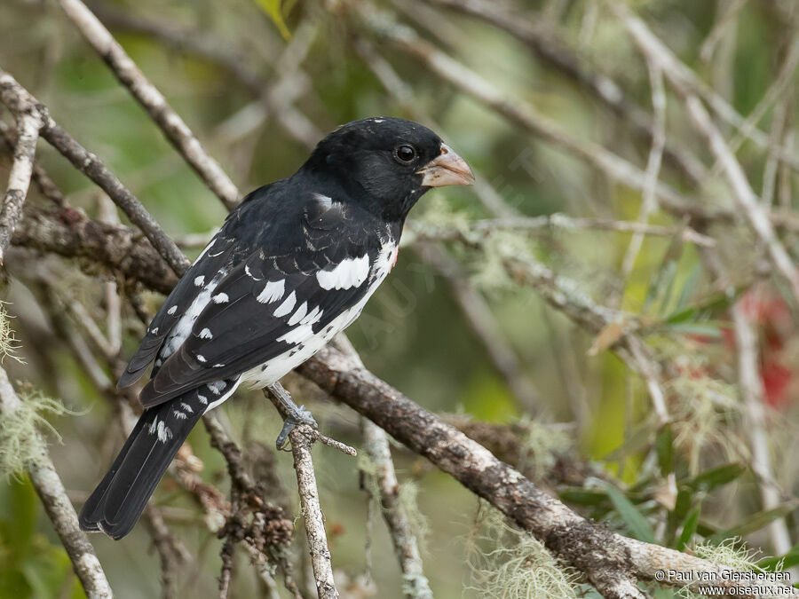 Rose-breasted Grosbeak male adult