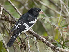 Rose-breasted Grosbeak