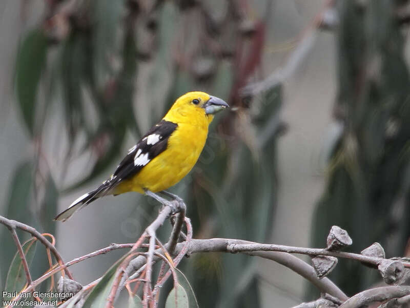 Cardinal à tête jaune mâle adulte, identification