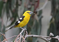 Cardinal à tête jaune