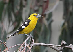 Golden Grosbeak