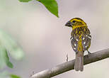 Cardinal à tête jaune