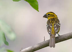 Golden Grosbeak