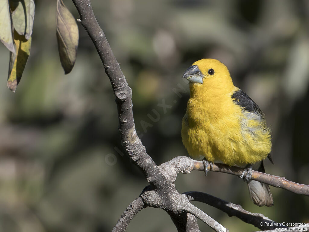 Golden Grosbeakadult