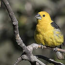 Cardinal à tête jaune