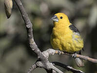 Cardinal à tête jaune