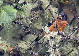 Black-headed Grosbeak