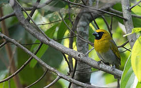 Black-faced Grosbeak