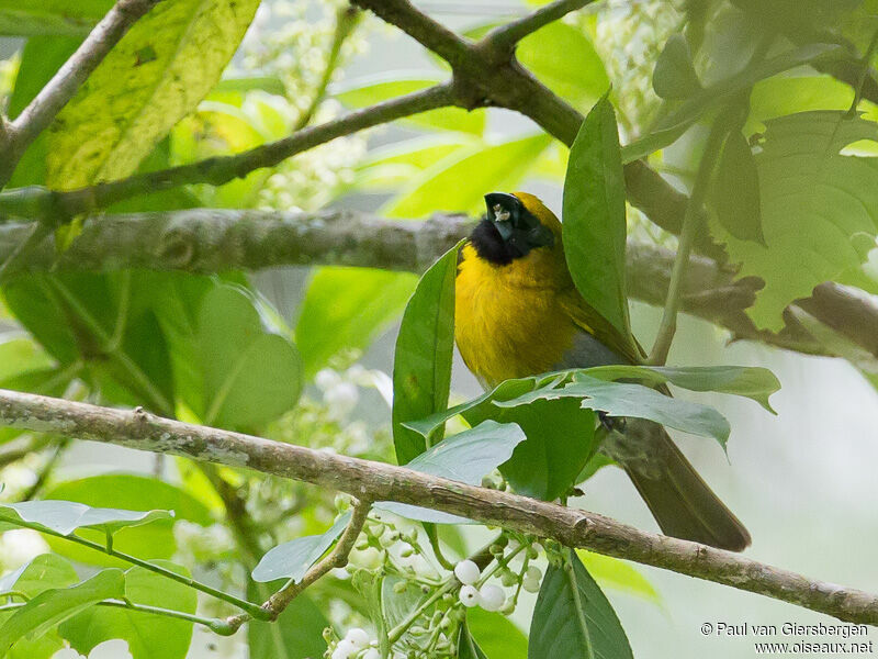 Black-faced Grosbeak