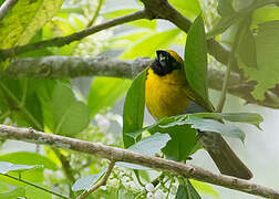 Black-faced Grosbeak