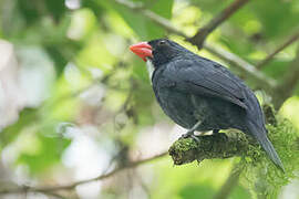 Slate-colored Grosbeak