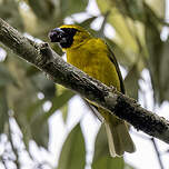 Cardinal flavert