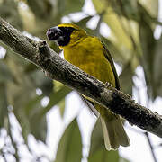 Cardinal flavert