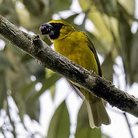 Cardinal flavert