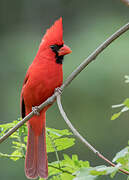 Northern Cardinal