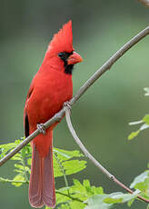 Cardinal rouge