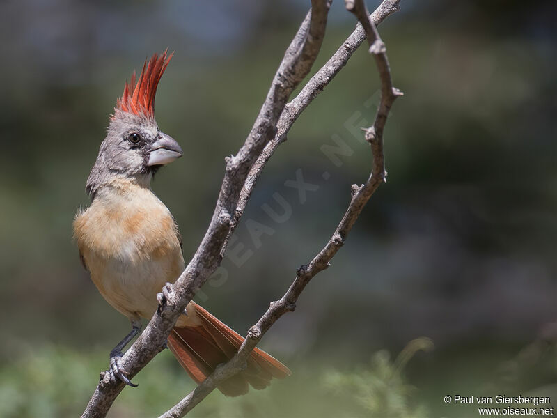 Cardinal vermillon femelle adulte