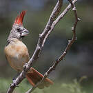 Cardinal vermillon
